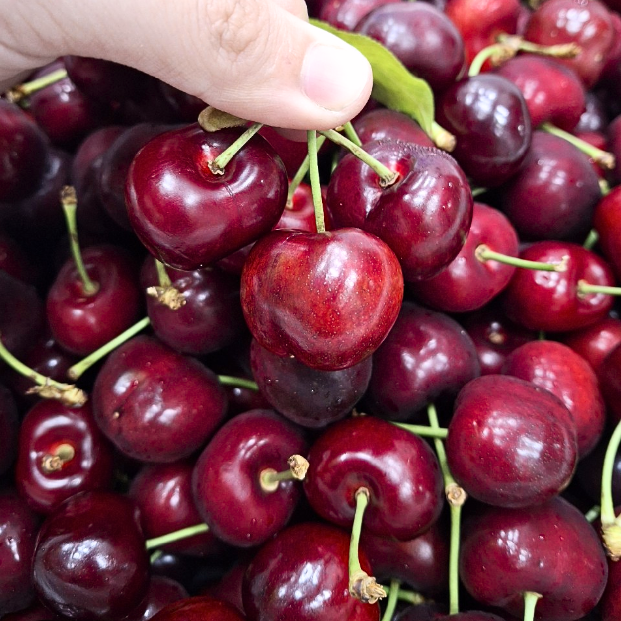 Cherry đỏ Mỹ  (Size 9.5-10 / 26-28mm) 1KG - Ảnh 3
